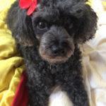 Poodle - Miniature Poodle